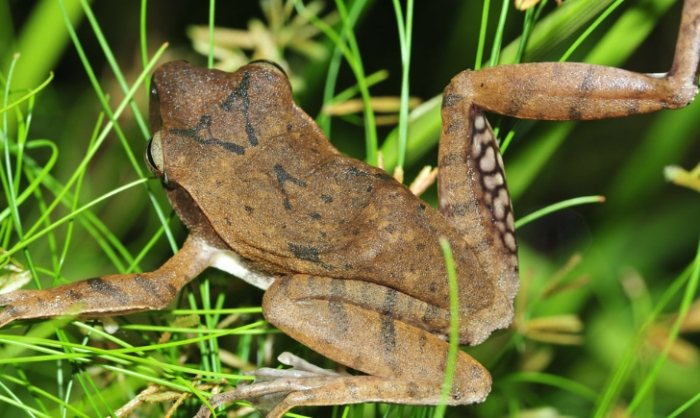 斑腿樹蛙毒性 斑腿樹蛙毒性
