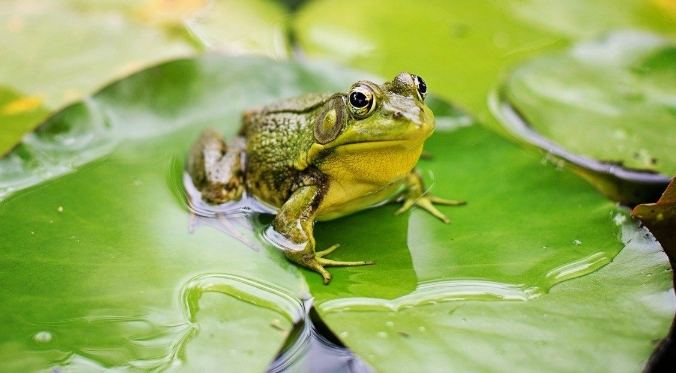 青蛙安全 青蛙安全
