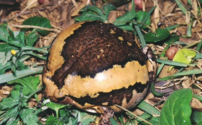 亞洲錦蛙接觸處理 亞洲錦蛙接觸處理