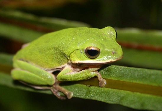 樹蛙一直張嘴是生病了嗎？專家解析原因與解決方法