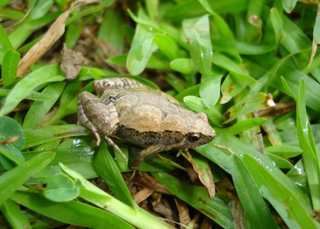 小雨蛙毒性 小雨蛙毒性