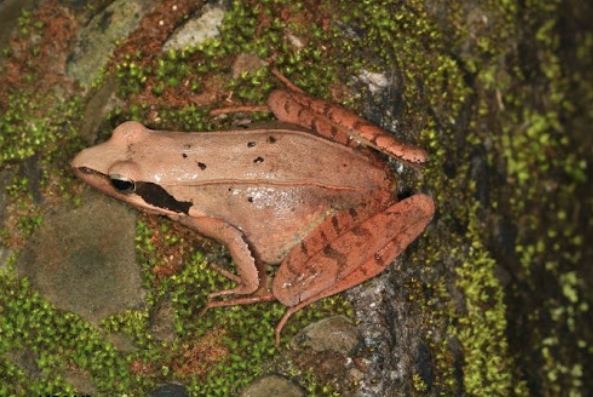 青蛙餵食指南 青蛙餵食指南