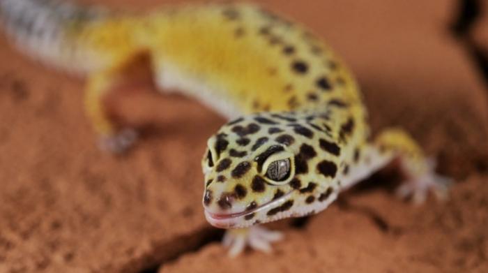 爬蟲類水果餵食 爬蟲類水果餵食