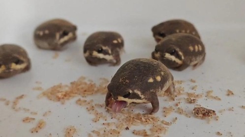 饅頭蛙餵食全攻略：從基礎到進階，解決所有餵食疑難雜症