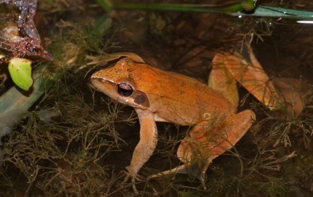 長腳赤蛙食物來源 長腳赤蛙食物來源