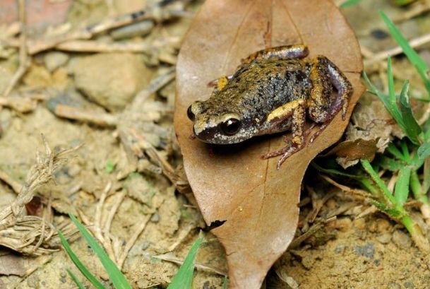 台灣小雨蛙 台灣小雨蛙