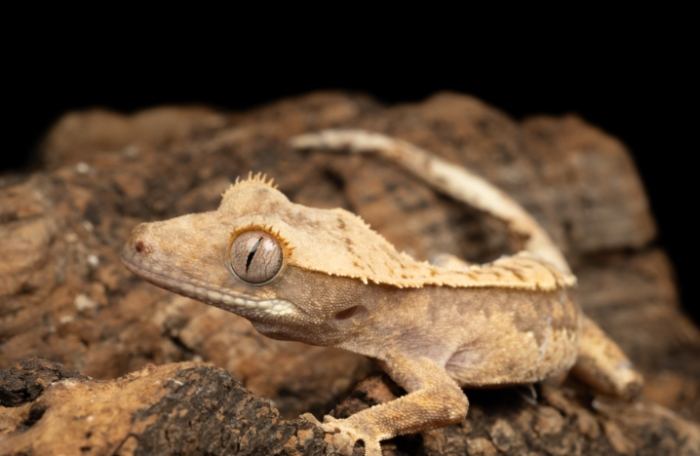 睫角守宮種類 睫角守宮種類