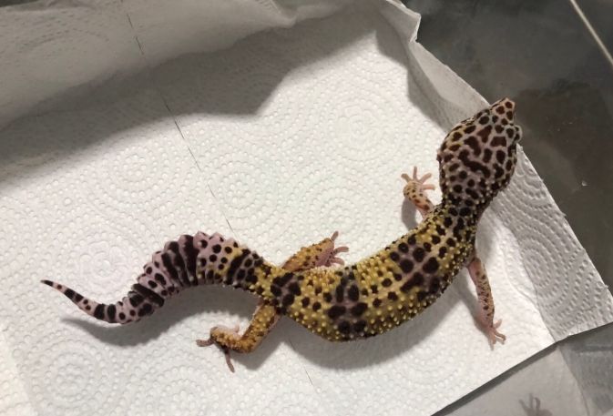 豹紋守宮 豹紋守宮