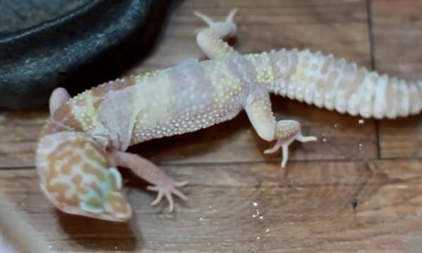 守宮脫皮週期 守宮脫皮週期