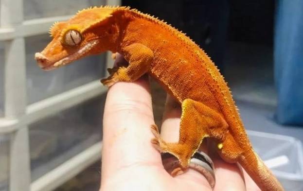 睫角守宮購買 睫角守宮購買