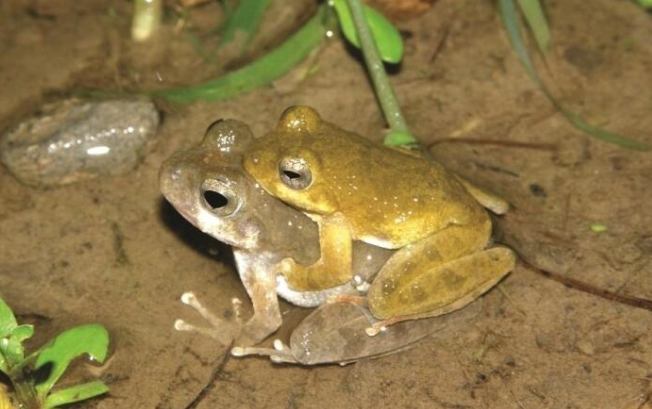 日本樹蛙飼養 日本樹蛙飼養