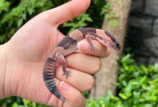 肥尾守宮健康 肥尾守宮健康