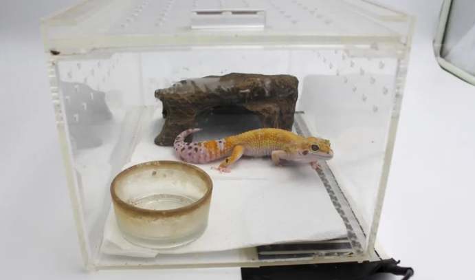 豹紋守宮好養嗎 豹紋守宮好養嗎