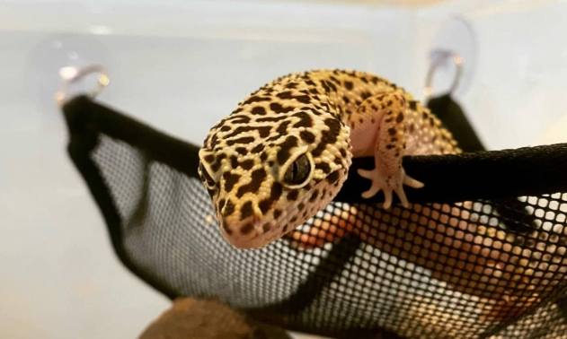 豹紋守宮 豹紋守宮