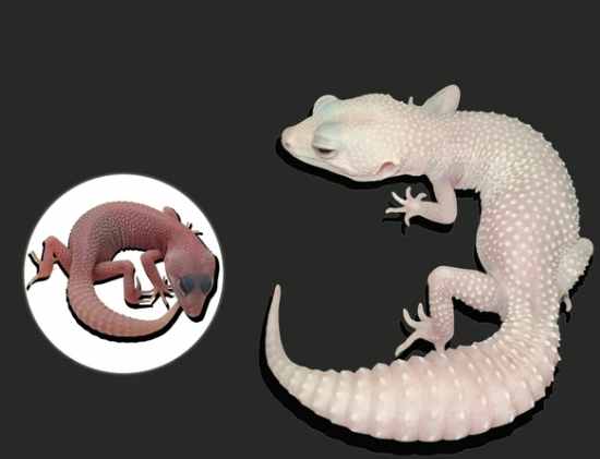 守宮怕吵 守宮怕吵