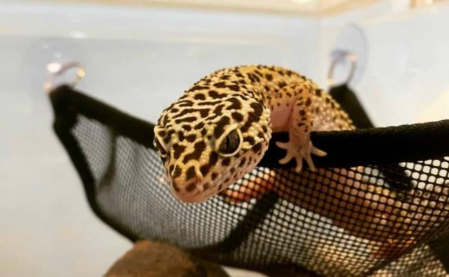 豹紋守宮照顧 豹紋守宮照顧