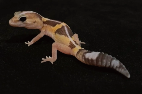 肥尾守宮照顧技巧