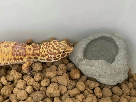 肥尾守宮飼養方法