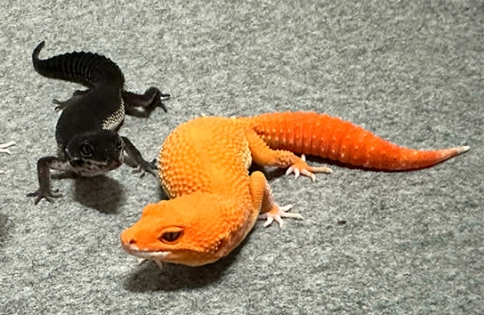 肥尾守宮飼養方法