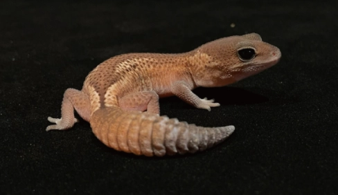 肥尾守宮照顧技巧