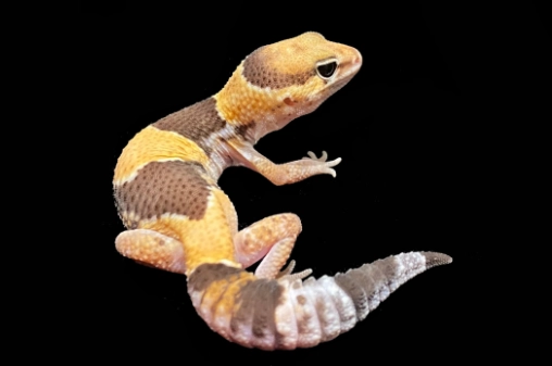 肥尾守宮飼養方法