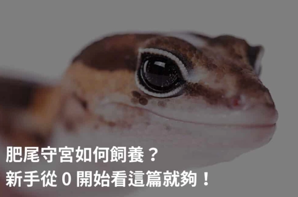 肥尾守宮照顧技巧