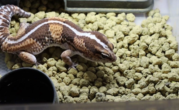 肥尾守宮餵食頻率
