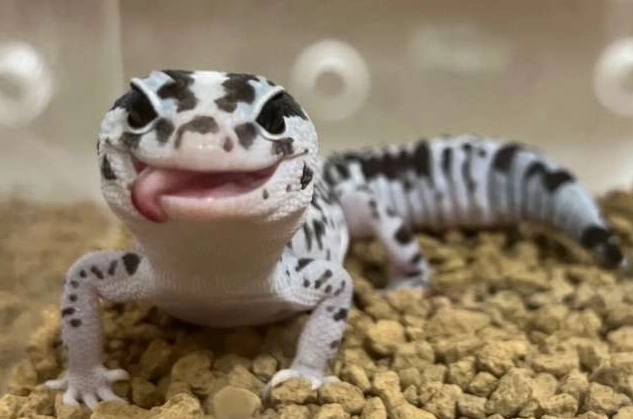 肥尾守宮餵食頻率