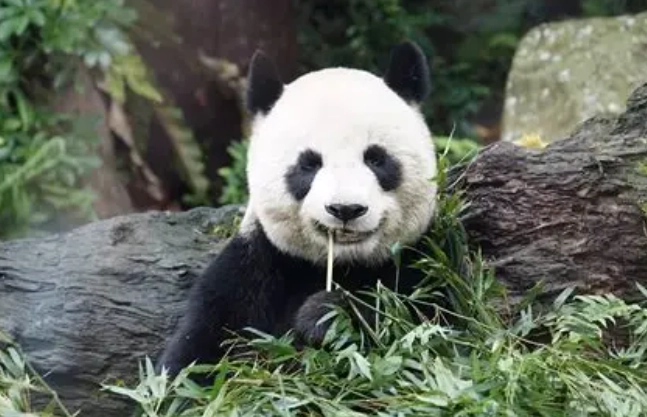 木柵動物園行程規劃