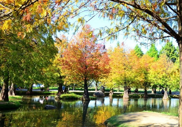 落羽松景點推薦