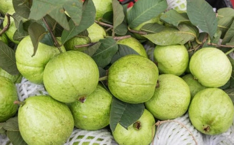 芭樂最佳食用時間
