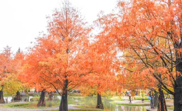 落羽松變色季節
