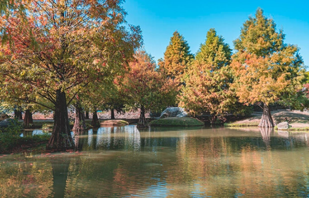 落羽松附近餐廳