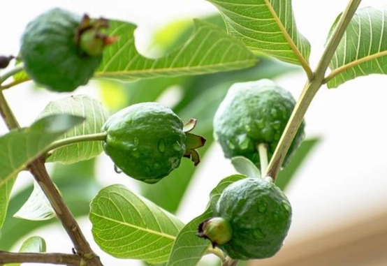 芭樂不能一起吃的食物