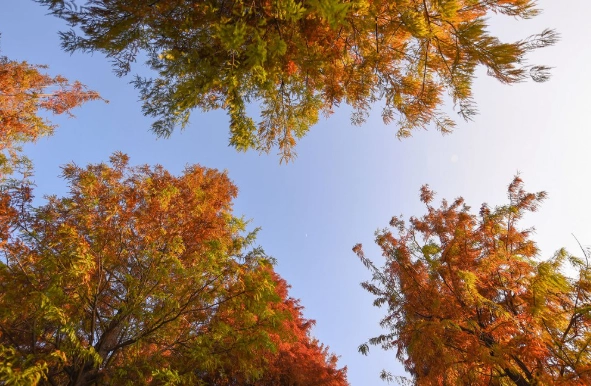 虎尾落羽松變色