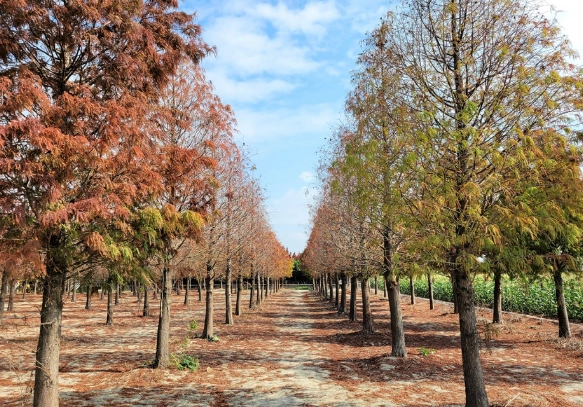 落羽松景點推薦