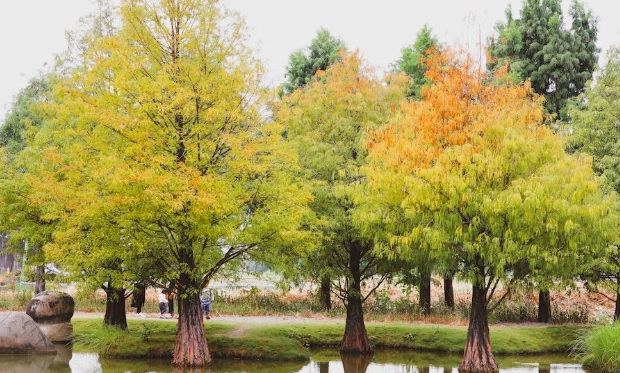 落羽松變色季節