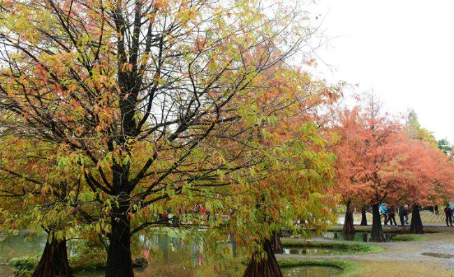 落羽松變色季節