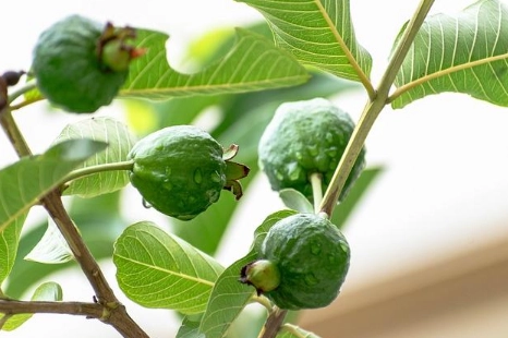 芭樂最佳食用時間