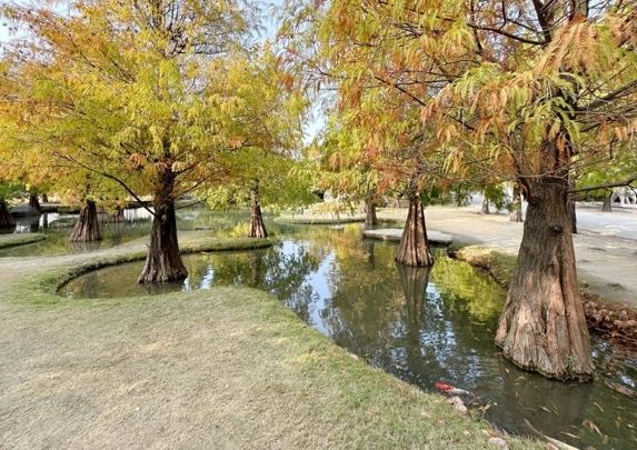 青埔落羽松秘境美食