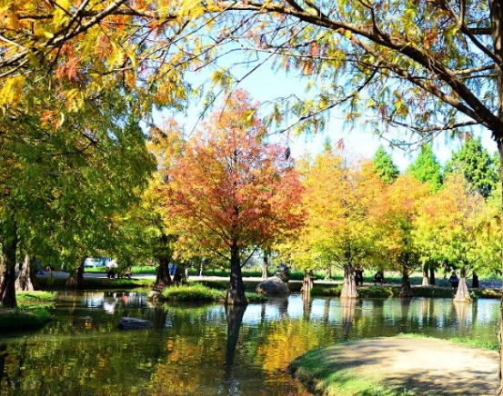 落羽松附近餐廳