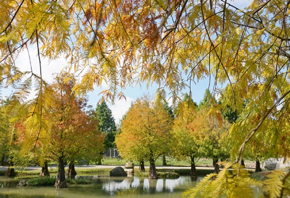 虎尾落羽松變色