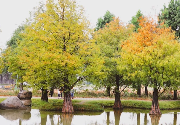 虎尾落羽松變色