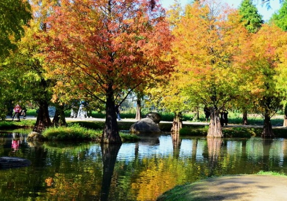 落羽松景點推薦