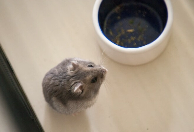 生米對倉鼠的影響