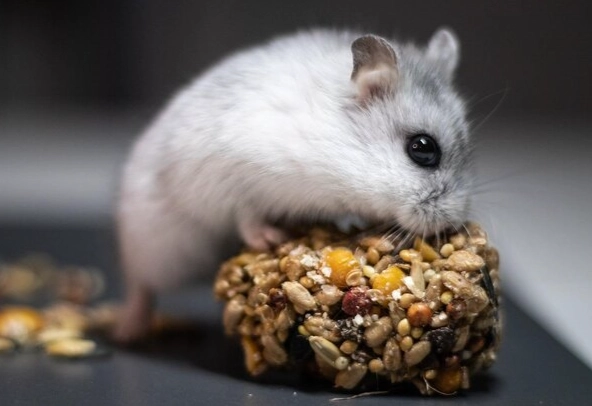 生米對倉鼠的影響