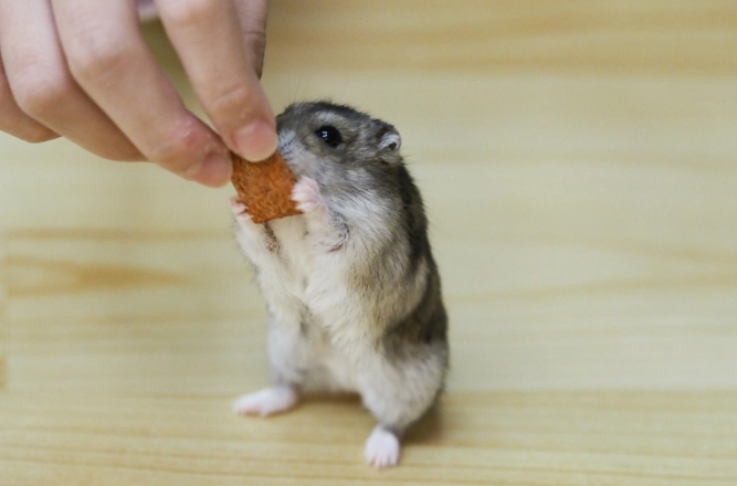 倉鼠健康零食