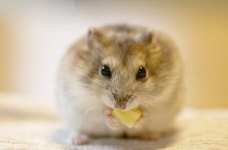 倉鼠吃梨子