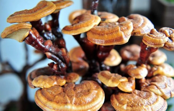 新鮮靈芝食用方法