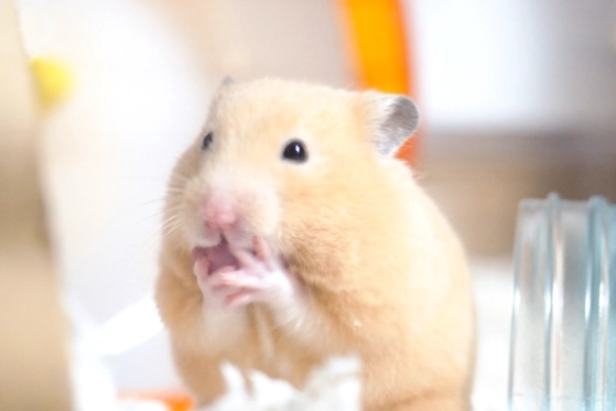 倉鼠吃薯尾危害